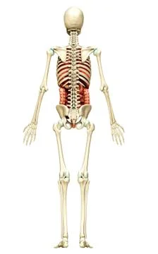 3d rendered medically accurate illustration of Internal organs and skeleton s Stock Illustration