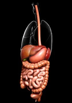 3d rendered medically accurate illustration of  Digestive System 스톡 일러스트