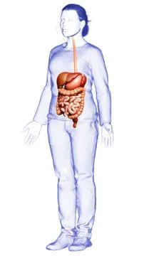 3d rendered medically accurate illustration of female Digestive System. イラスト素材