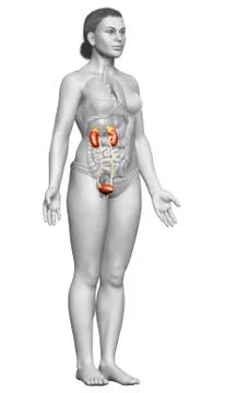 3d rendered, medically accurate illustration of female   kidneys Stock Illustration