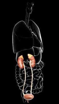 3d rendered, medically accurate illustration of the kidneys and urinary syste Stock Illustration