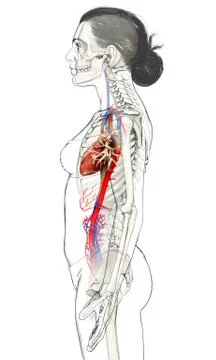 3d rendered medically accurate illustration of Female  heart. Stock Illustration