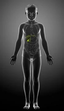 3d rendered medically accurate illustration of young boy Organs Gallbladder A Stock Illustration