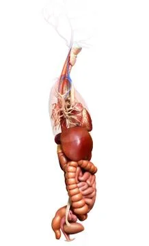 3d rendered medically accurate illustration of  Digestive System Stock Illustration