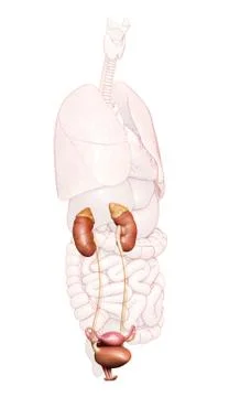 3d rendered, medically accurate illustration of the female kidneys and urinar Stock Illustration