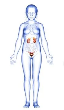 3d rendered, medically accurate illustration of the young girl kidneys anatom Stock Illustration