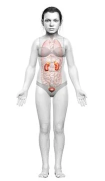 3d rendered, medically accurate illustration of the young girl kidneys anatom Stock Illustration