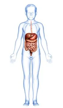 3d rendered medically accurate illustration of boy Digestive System. 스톡 일러스트