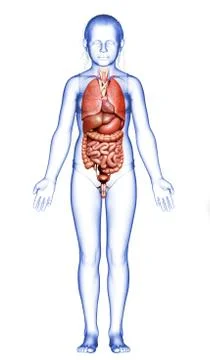 3d rendered medically accurate illustration of young girl Digestive System Stock Illustration