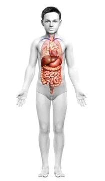 3d rendered medically accurate illustration of boy Digestive System. Stock Illustration