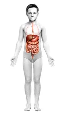 3d rendered medically accurate illustration of boy Digestive System. Stock Illustration