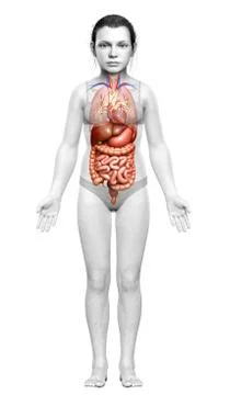3d rendered medically accurate illustration of young girl Digestive System Stock Illustration