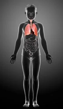3d rendered, medically accurate illustration of a young boy lung anatomy Stock Illustration