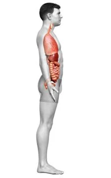 3d rendered medically accurate illustration of female  Internal organs Stock Illustration