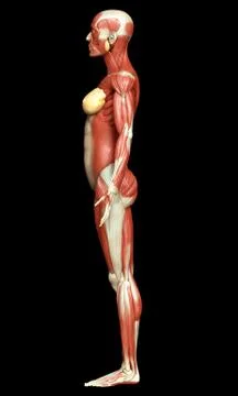 3d rendered medically accurate illustration of a female muscle system Stock Illustration