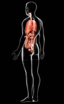 3d rendered medically accurate illustration of male  Internal organs Stock Illustration