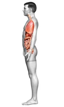 3d rendered medically accurate illustration of male  Internal organs Stock Illustration