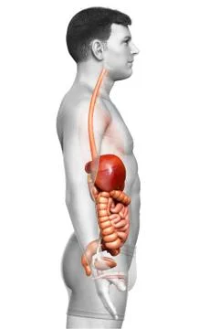 3d rendered medically accurate illustration of male Digestive System. Stock Illustration