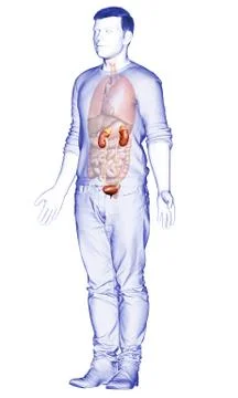 3d rendered, medically accurate illustration of the kidneys Stock Illustration
