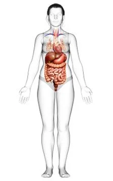 3d rendered medically accurate illustration of female Digestive System. Stock Illustration