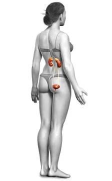 3d rendered, medically accurate illustration of female   kidneys Stock Illustration