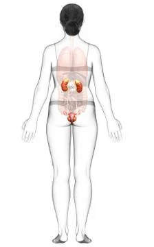 3d rendered, medically accurate illustration of female   kidneys Stock Illustration