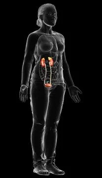 3d rendered, medically accurate illustration of female   kidneys Stock Illustration