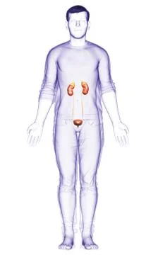 3d rendered, medically accurate illustration of the kidneys Stock Illustration
