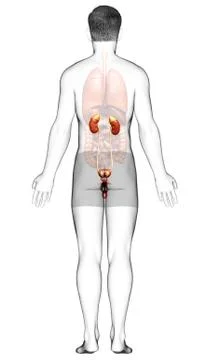 3d rendered, medically accurate illustration of the kidneys Stock Illustration