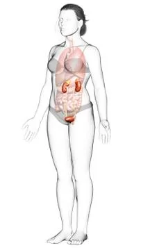 3d rendered, medically accurate illustration of female   kidneys Stock Illustration