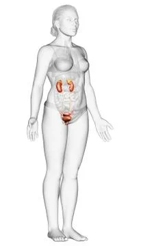 3d rendered, medically accurate illustration of female   kidneys Stock Illustration