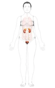 3d rendered, medically accurate illustration of female   kidneys Stock Illustration