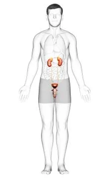 3d rendered, medically accurate illustration of the kidneys Stock Illustration