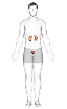 3d rendered, medically accurate illustration of the kidneys Stock Illustration