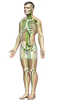 3d rendered medically accurate illustration of a male lymphatic system Stock Illustration