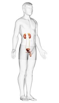 3d rendered, medically accurate illustration of the kidneys Stock Illustration