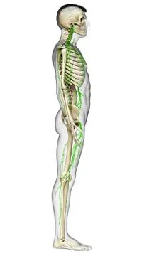 3d rendered medically accurate illustration of a male lymphatic system Stock Illustration