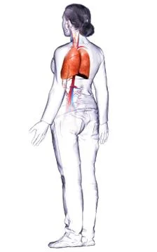 3d rendered, medically accurate illustration of a female lung anatomy Stock Illustration