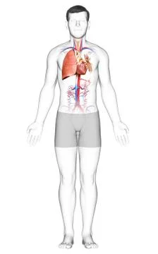 3d rendered, medically accurate illustration of a male lung anatomy Stock Illustration