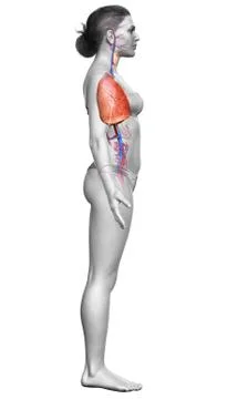 3d rendered, medically accurate illustration of a female lung anatomy Stock Illustration