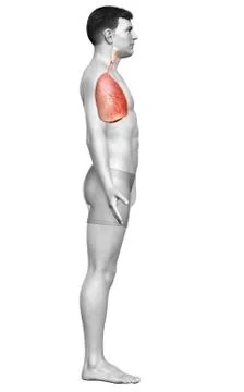 3d rendered, medically accurate illustration of a male lung anatomy Stock Illustration