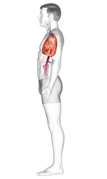 3d rendered, medically accurate illustration of a male lung anatomy Stock Illustration