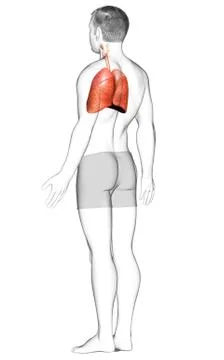 3d rendered, medically accurate illustration of a male lung anatomy Stock Illustration
