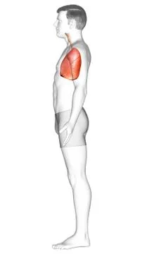 3d rendered, medically accurate illustration of a male lung anatomy Stock Illustration