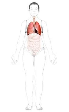 3d rendered, medically accurate illustration of a female lung anatomy Stock Illustration