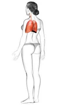 3d rendered, medically accurate illustration of a female lung anatomy Stock Illustration