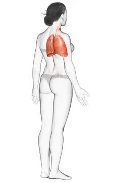 3d rendered, medically accurate illustration of a female lung anatomy Stock Illustration
