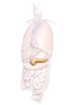 3d rendered, medically accurate illustration of the pancreas Stock Illustration
