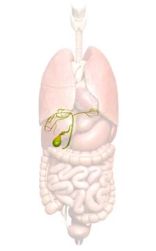 3d rendered medically accurate illustration of  Organs Gallbladder Anatomy Stock Illustration