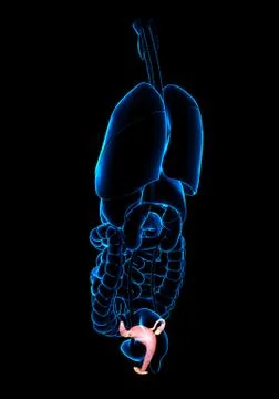 3d rendered medically accurate illustration of female uterus anatomy Stock Illustration